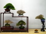 棚飾り盆栽-Tanakazari-bonsai-trees-022.JPG