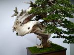 真柏盆栽-chinese-juniper-bonsai-tree-002.JPG