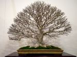 ブナ盆栽-Japanese-beech-bonsai-tree-003.JPG