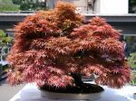 モミジ盆栽-japanese-maple-bonsai-tree-011.JPG