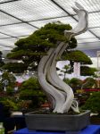 真柏盆栽-chinese-juniper-bonsai-tree-016.JPG