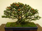 長寿梅盆栽-Japanese-quince-bonsai-tree-001.JPG