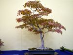 モミジ盆栽-japanese-maple-bonsai-tree-012.JPG
