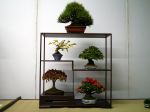 棚飾り盆栽-Tanakazari-bonsai-trees-008.JPG
