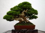 真柏盆栽-chinese-juniper-bonsai-tree-010.JPG