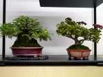 棚飾り盆栽-Tanakazari-bonsai-trees-013.JPG