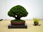 ヒノキ盆栽-Japanese-cypress-bonsai-tree-003.JPG