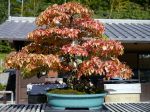 イワシデ盆栽-iwashide-korean-treeHornbeam-bonsai-tree-001.JPG