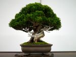 真柏盆栽-chinese-juniper-bonsai-tree-025.JPG