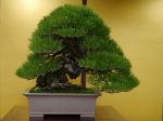黒松盆栽-japanese-black-pine-bonsai-tree-001.JPG