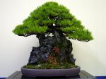 黒松盆栽-japanese-black-pine-bonsai-tree-018.JPG