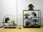 棚飾り盆栽-Tanakazari-bonsai-trees-018.JPG