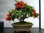 ピラカンサ盆栽-Pyracantha-bonsai-tree-001.JPG
