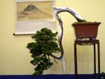 真柏盆栽-chinese-juniper-bonsai-tree-019.JPG