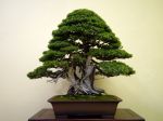 杜松盆栽-juniper-bonsai-tree-001.JPG