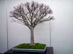 欅盆栽-japanese-zelkova-bonsai-tree-005.JPG