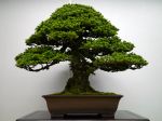 蝦夷松盆栽-yezo-spruce-bonsai-tree-004.JPG