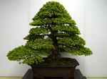 五葉松盆栽-japanese-white-pine-bonsai-tree-022.JPG