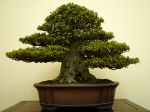 皐月盆栽-satsuki-azalea-bonsai-tree-002.JPG