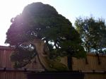 真柏盆栽-chinese-juniper-bonsai-tree-011.JPG