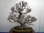 カリン盆栽-chinese-quince-bonsai-tree-001.JPG