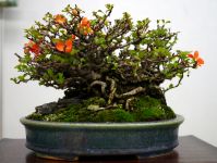 長寿梅盆栽-Japanese-quince-bonsai-tree-006.JPG