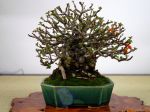 長寿梅盆栽-Japanese-quince-bonsai-tree-002.JPG