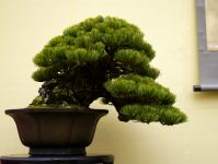 五葉松盆栽-japanese-white-pine-bonsai-tree-013.JPG