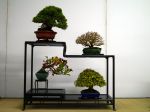 棚飾り盆栽-Tanakazari-bonsai-trees-010.JPG
