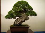 真柏盆栽-chinese-juniper-bonsai-tree-034.JPG
