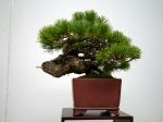 五葉松盆栽-japanese-white-pine-bonsai-tree-032.JPG