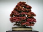 モミジ盆栽-japanese-maple-bonsai-tree-010.JPG