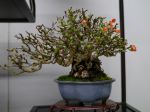 長寿梅盆栽-Japanese-quince-bonsai-tree-011.JPG