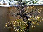 梅盆栽-Japanese-apricot-bonsai-tree-005.JPG