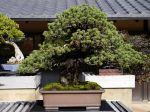 五葉松盆栽-japanese-white-pine-bonsai-tree-004.JPG