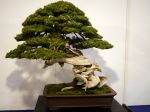 杜松盆栽-needle-juniper-bonsai-tree-004.JPG