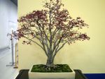実もの盆栽-japanese-berry-bonsai-tree-001.JPG