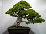 五葉松盆栽-japanese-white-pine-bonsai-tree-017.JPG