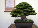 皐月盆栽-satsuki-azalea-bonsai-tree-001.JPG