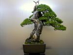 五葉松盆栽-japanese-white-pine-bonsai-tree-035.JPG