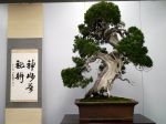 真柏盆栽-chinese-juniper-bonsai-tree-023.JPG