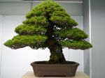 五葉松盆栽-japanese-white-pine-bonsai-tree-028.JPG