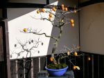 柿盆栽-persimmon-bonsai-tree-006.JPG