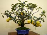 梨盆栽-pear-bonsai-tree-001.JPG
