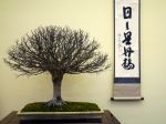 欅盆栽-japanese-zelkova-bonsai-tree-003.JPG