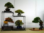 棚飾り盆栽-Tanakazari-bonsai-trees-011.JPG