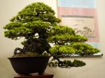 五葉松盆栽-japanese-white-pine-bonsai-tree-036.JPG