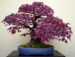 モミジ盆栽-japanese-maple-bonsai-tree-006.JPG