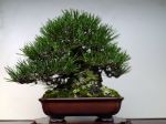黒松盆栽-japanese-black-pine-bonsai-tree-020.JPG