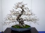 雑木盆栽-zouki-bonsai-tree-001.JPG